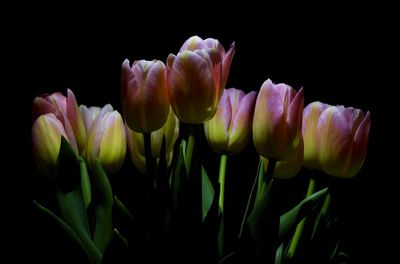 Close-up of pink tulips blooming in garden