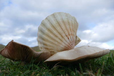 Close-up of seashell on field against sky