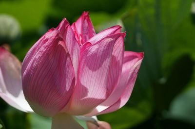 Close-up of pink flower