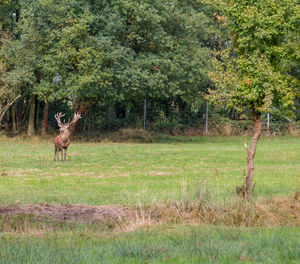 Deer on grass