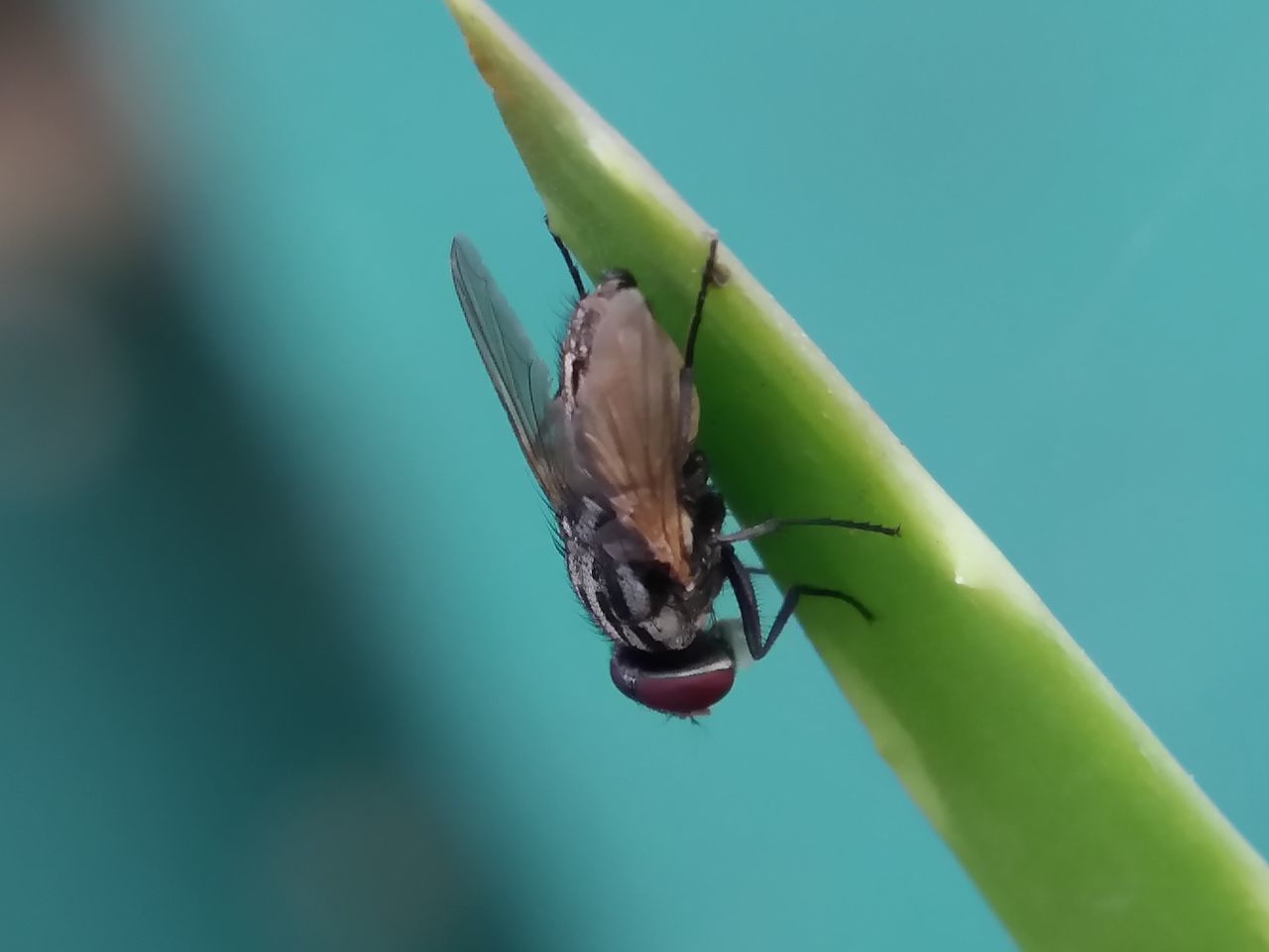 Aloevera with flies