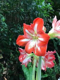 Close-up of red flower