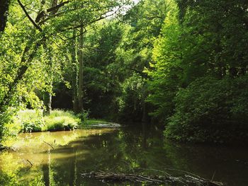 Scenic view of lake in forest