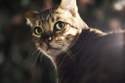 Close-up portrait of a cat