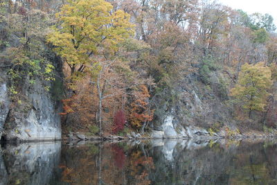 Scenic view of river in forest during autumn