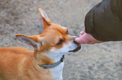 Close-up of dog smelling human hand