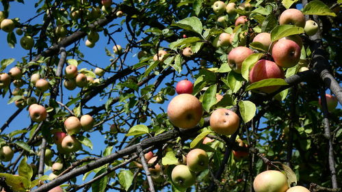 Low angle view of apples on tree