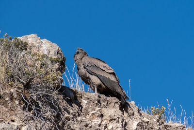 Low angle view of rock formation against clear blue sky