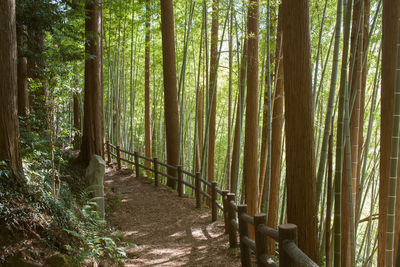 View of bamboo trees in forest