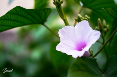 Close-up of purple flowering plant