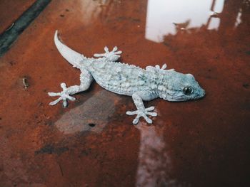 High angle view of lizard on wet sheet metal