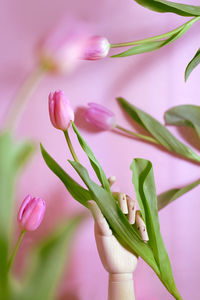 Close-up of pink flowering plant