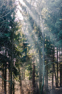 Trees in forest