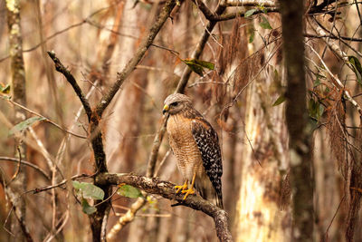 Red shouldered hawk buteo lineatus hunts for prey in the corkscrew swamp sanctuary of naples