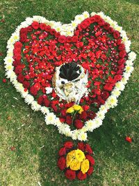 High angle view of red flowers