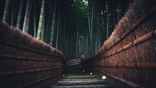 Staircase in forest