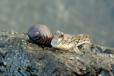 Close-up of turtle on rock