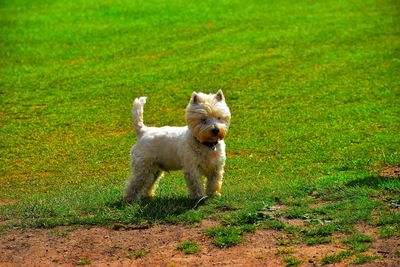 Dog running on field