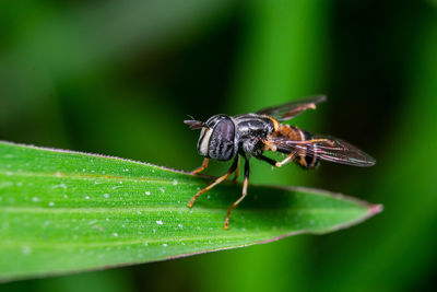 Close-up of fly on leaf