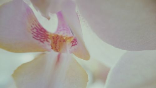 Close-up of flowers