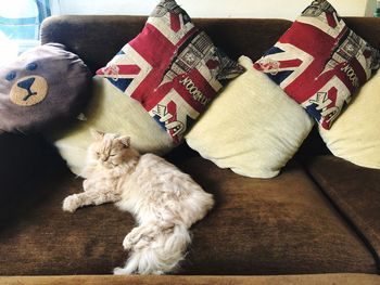 High angle view of cat sleeping on sofa at home