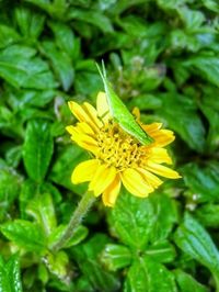 Close-up of bee on flower