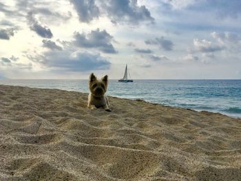 Cat on beach against sky