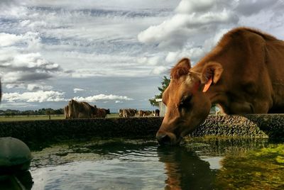 Cows drinking water in lake