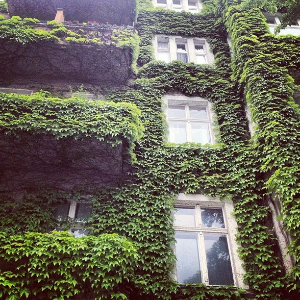 building exterior, architecture, built structure, window, tree, growth, plant, house, green color, ivy, residential building, low angle view, leaf, residential structure, branch, creeper plant, nature, day, no people, front or back yard