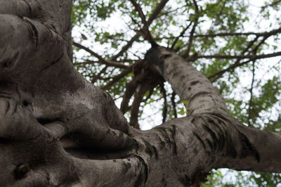 Low angle view of statue against trees