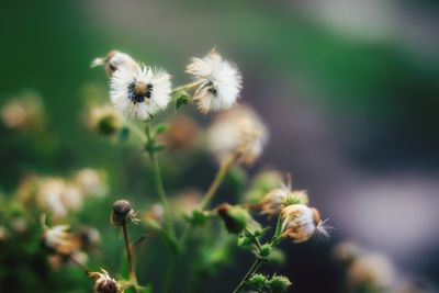 Close-up of flowering plant on field