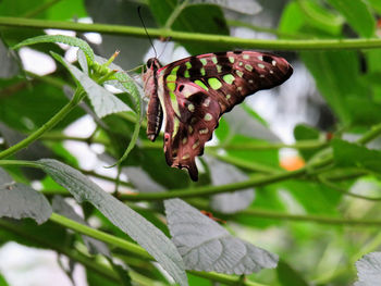 Close-up of butterfly on leaf