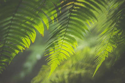 Close-up of fern leaves