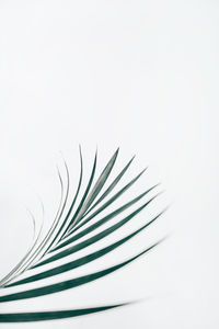 Close-up of feather against white background