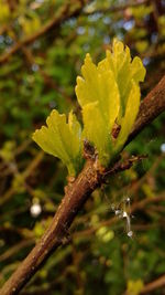 Close-up of insect on plant