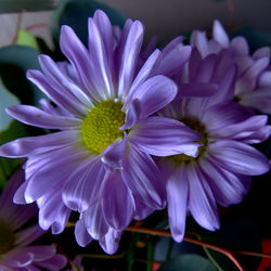 Close-up of purple flowering plant