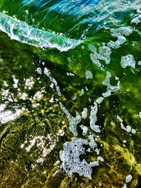 High angle view of plants by sea