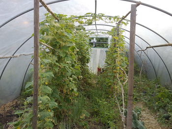 Low angle view of plants growing in greenhouse