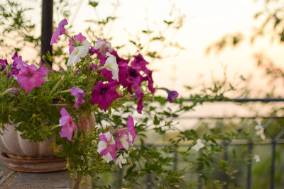 Close-up of pink flowering plants