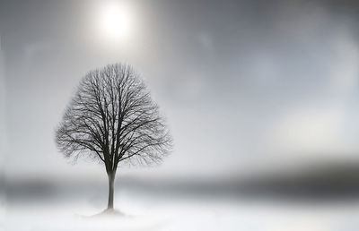 Bare tree on snow field against sky