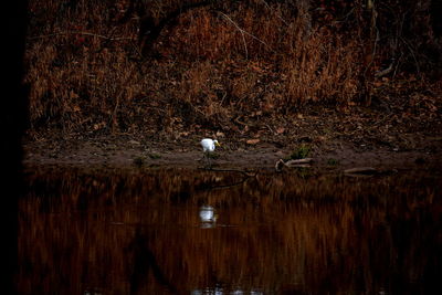 Reflection of water in river