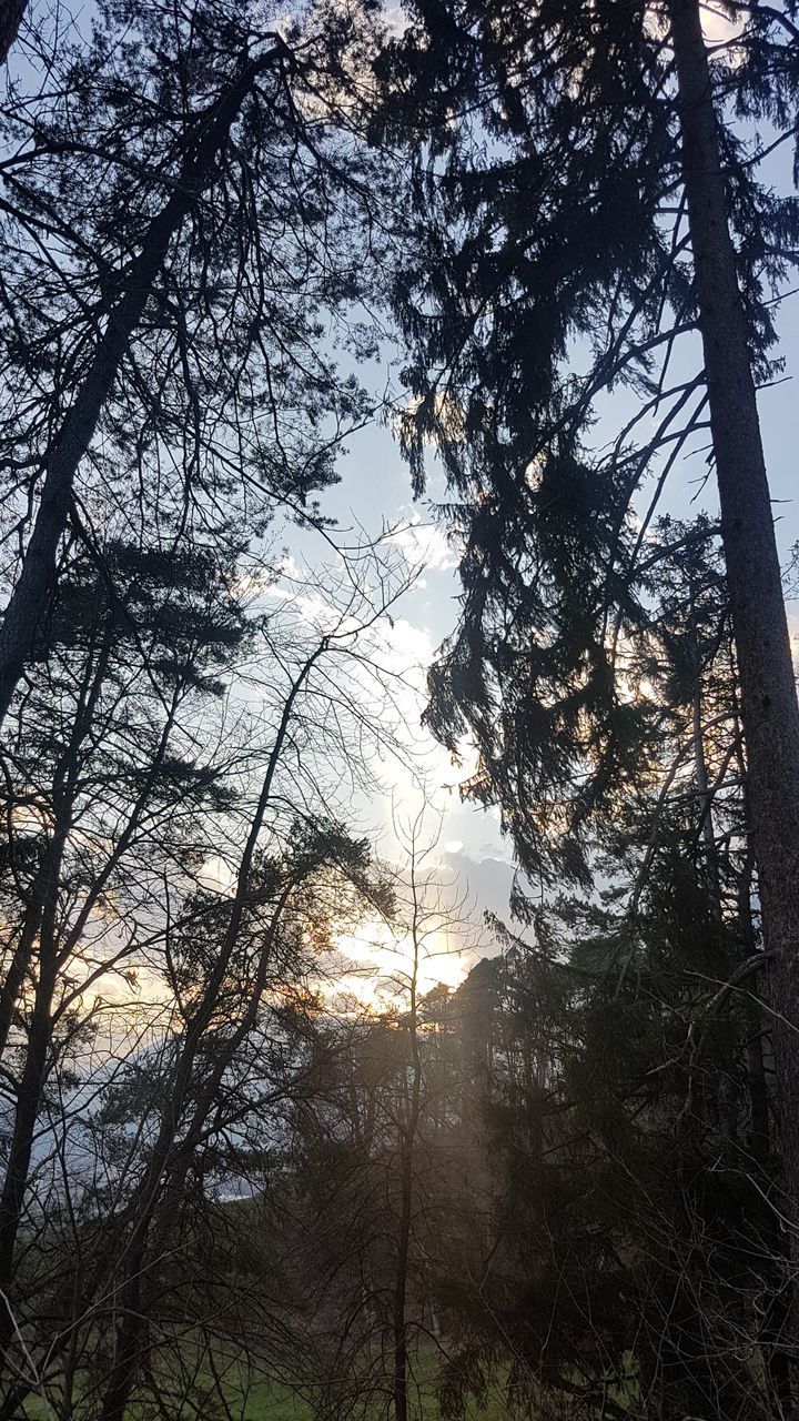 SILHOUETTE TREES AGAINST SKY IN FOREST