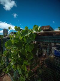 Plants growing outside building against blue sky