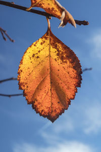 Close-up of autumn leaves against sky