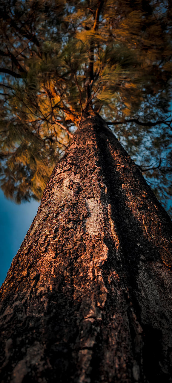 nature, tree, reflection, plant, leaf, sunlight, no people, tree trunk, autumn, trunk, beauty in nature, outdoors, land, day, low angle view, tranquility, sky, rock, branch, water, forest, darkness, scenics - nature, wilderness, growth, environment