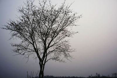 Bare tree against clear sky