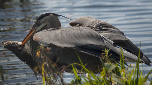 Close-up of duck by lake