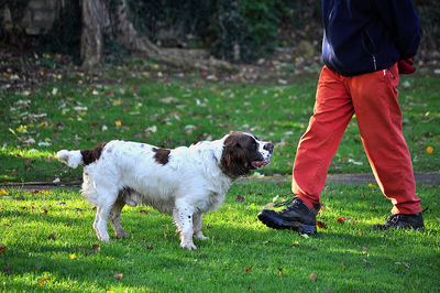 Low section of person with dog standing on field