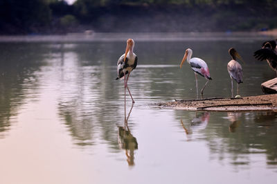 A group of painted stork birds near the lake