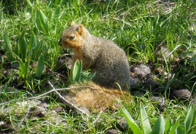 Squirrel sitting on field